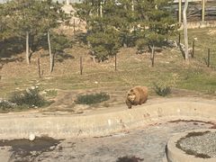 -青藏高原野生动物园