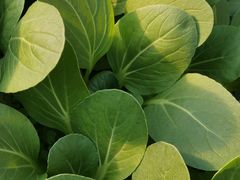 -万源龙顺度假庄园生态观光园