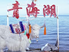 -青海湖国家重点风景名胜区