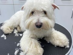 -欧奕国际动物医院