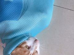 -高德24h动物医院