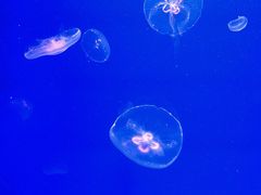 -福州罗源湾海洋世界旅游区