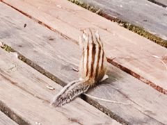 -五营红松林海景区