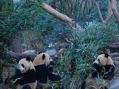 -成都大熊猫繁育研究基地