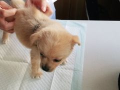 -康乐宝动物医院