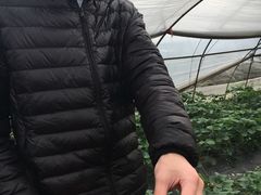 -青浦采草莓天天草莓园