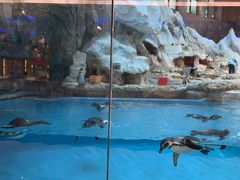 -帝企鹅自助餐厅•儿童岛•真企鹅(长隆企鹅酒店)