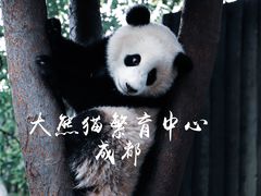 -成都大熊猫繁育研究基地