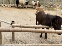 -泉州海丝野生动物世界