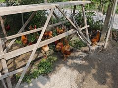 -马陆小张葡萄园农家乐