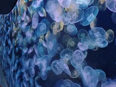 -海合安天津极地海洋公园