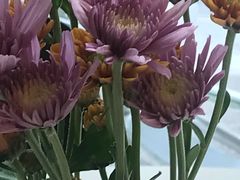 -茶缸AMOKKA COFFEE