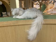 -猫和宫(六道口店)