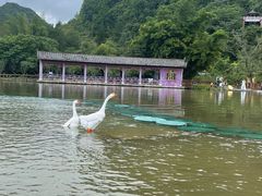 -靖西鹅泉风景区