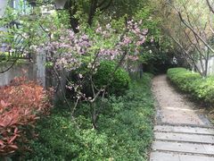 -武汉大学-樱园