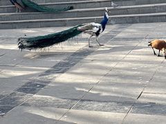 -大青山野生动物园