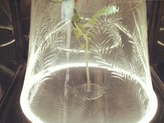 -天幕新彩云国际影城(激光巨幕店)