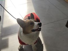-瑞派长江宠物医院·猫科·外科·24小时夜护(谊城公寓分院)