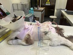 -宠爱国际动物医院· 猫科· 外科·中兽医(长白店)