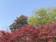 -青枫公园
