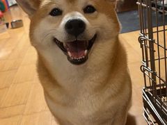 -爱侣宠医·鹦鹉专科·小型哺乳类·异宠专科(灵石路店)