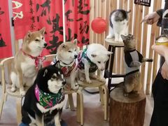 -柴迷FANS CLUB·柴犬狗咖·猫咖