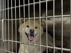 -佳雯宠物医院·皮肤科·内外科(春晓路分院)