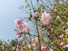 -顾村公园