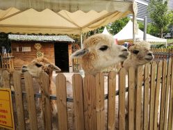 -萌宠亲子动物乐园(槐房万达店)