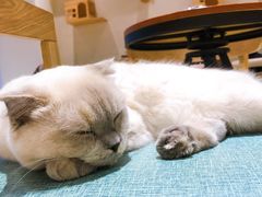 -藏猫猫咖啡主题馆(中央大道店)