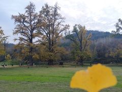 -千年银杏谷文化旅游区