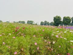-西京湾花海