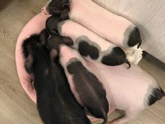 -浣熊柯尔鸭土拨鼠·电玩咖
