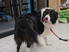 -瑞派康怡24h宠物医院·犬猫医疗中心·微创绝育(瑞景分院)