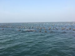 私人海域-兴旺渔家