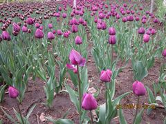 郁金香-长春公园(普阳街道)