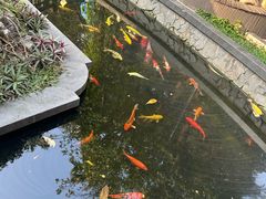 -河内西湖莲花自助餐厅