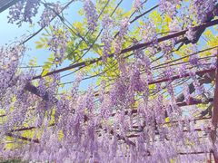 -嘉定紫藤园