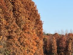 -上海海湾国家森林公园