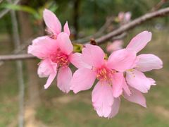 -聚龙山公园