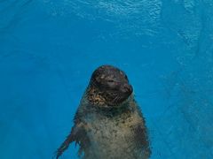 -海合安成都极地海洋公园