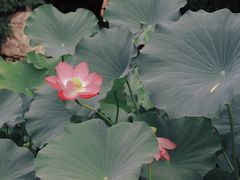 -莲湖公园