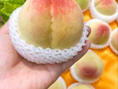 -老袁家蜜桃农场·阳山水蜜桃