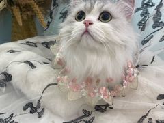 -爱洗澡的猫(望京店)
