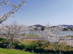 -羊山湖公园