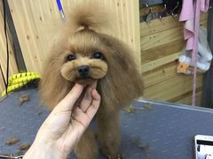 -爱宠屋pet shop·宠物洗澡·宠物美容