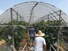 -马陆小张葡萄园农家乐