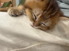 -瑞派申生动物医院·24H夜诊·国际动物医疗中心·骨外科(吴中路店)