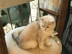 -平行世界·猫咖(首经贸店)