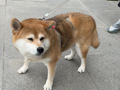 -派美特宠物医院·核磁CT·骨科肿瘤·疑难转诊(沈农禾丰店)
